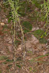 Heller's cudweed